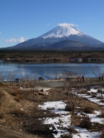 精進湖の富士山のサムネイル写真24