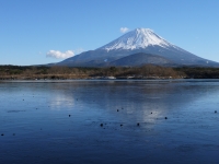 精進湖の富士山のサムネイル写真20