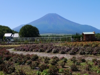 花の都公園の富士山のサムネイル写真18