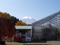 花の都公園の富士山のサムネイル写真5