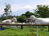 富士ミルクランドの富士山のサムネイル写真12