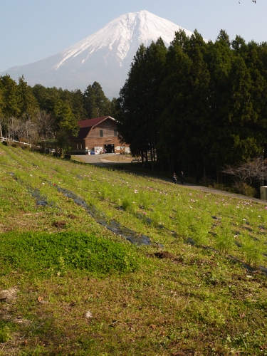 まかいの牧場の富士山の写真5